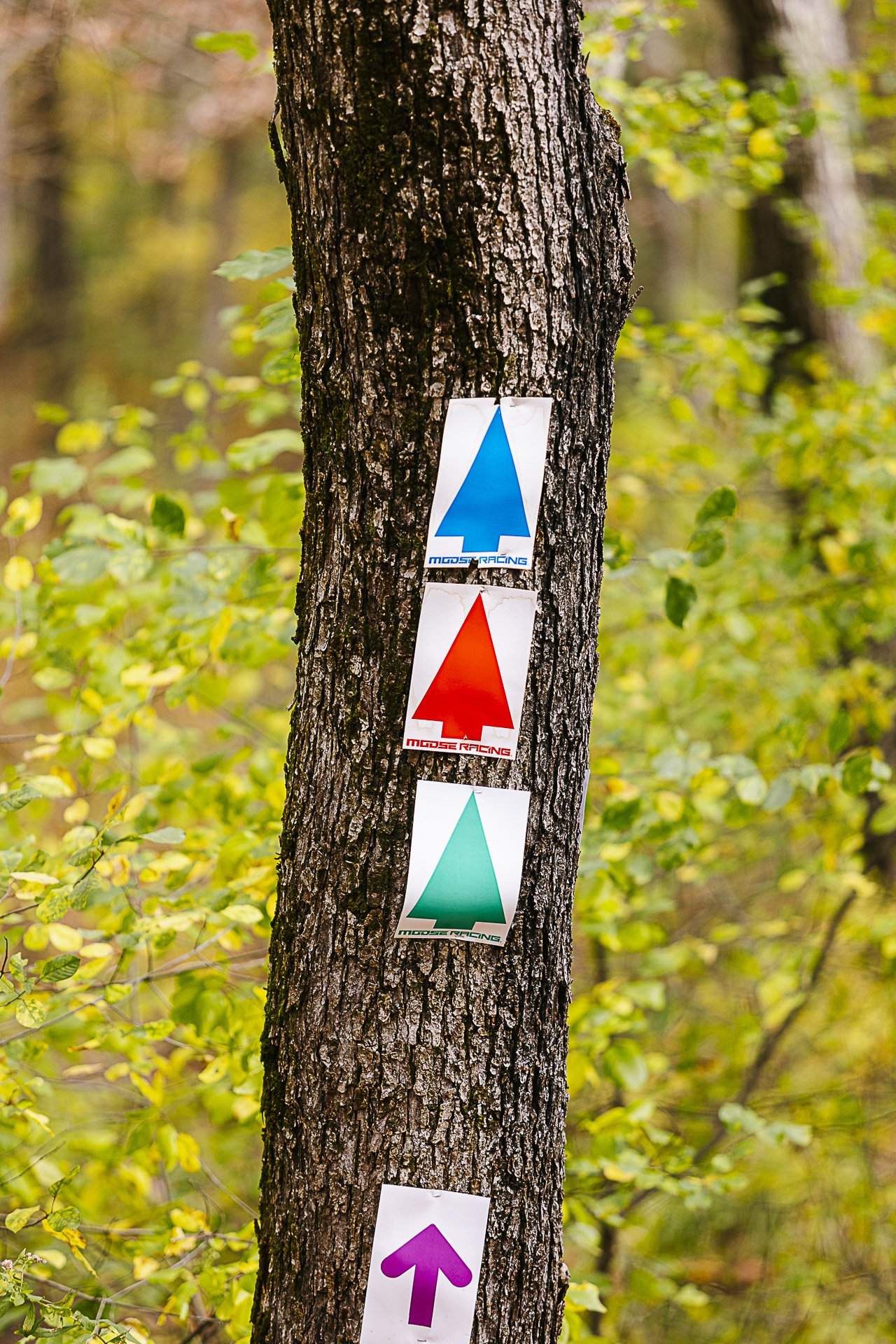 Blue, red, and green route markers and a purple arrow posted on a tree along the course