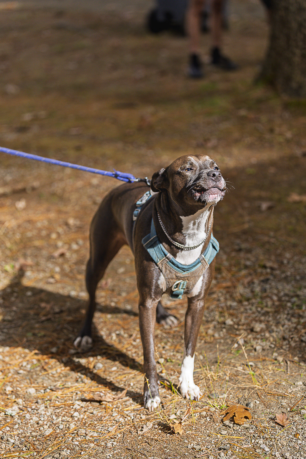 A brown dog on a leash takes in the event